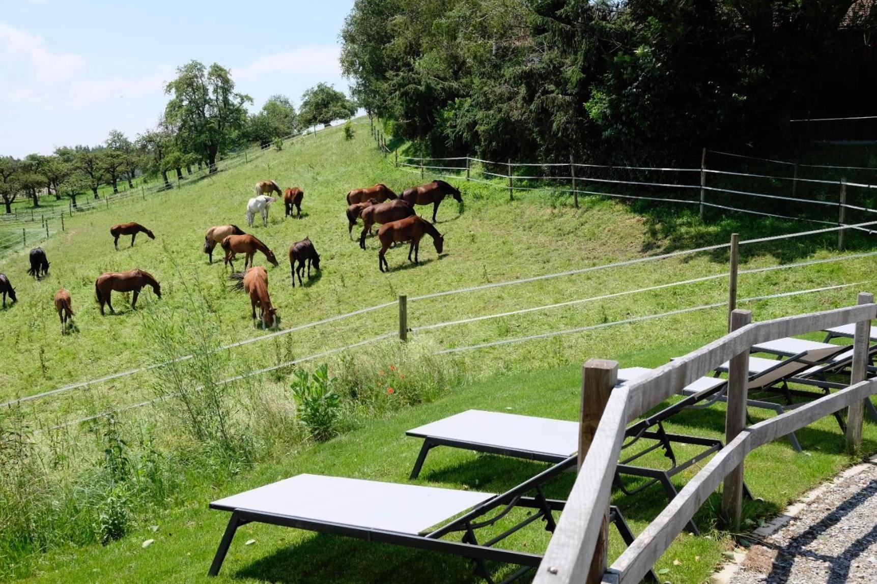 Trautesheim Ferienwohnungen Wangen im Allgäu Dış mekan fotoğraf